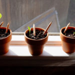 sprout, lapices, hierbas aromáticas, flores, reciclaje