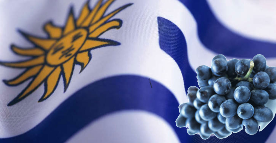 uruguay, vinos