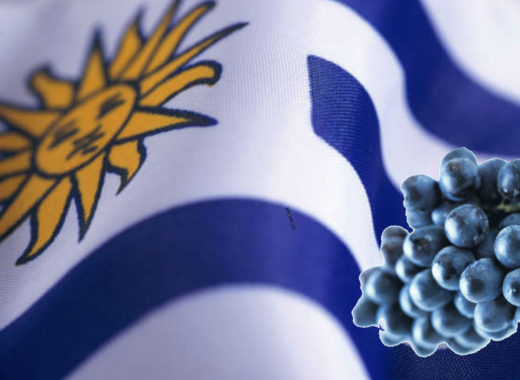 uruguay, vinos