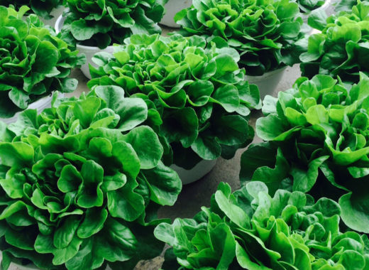 HORTICULTOR, USB, UNIVERSIDAD SIMON BOLIVAR