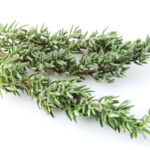 tomillo, mejunje, solmita gaspard, vitrina en construccion