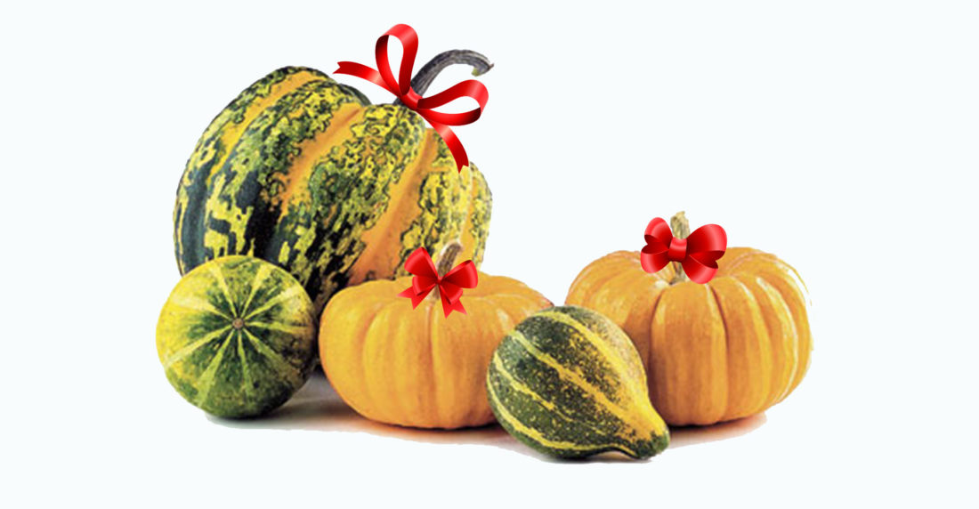 proteccion, auyama, zapallo, pumpking, calabaza