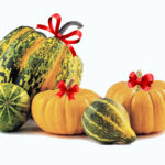 proteccion, auyama, zapallo, pumpking, calabaza