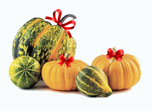 proteccion, auyama, zapallo, pumpking, calabaza