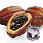 fundación nuestra tierra, cacao, chocolate