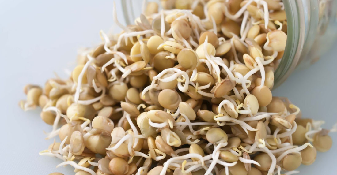 naturlandia, germinados, cursos