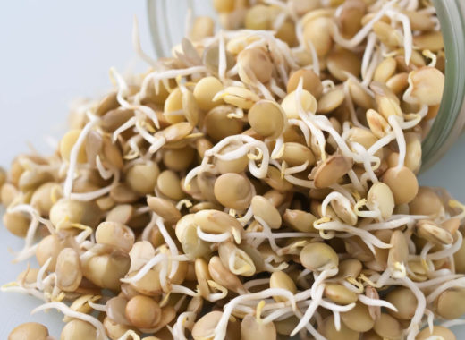 naturlandia, germinados, cursos