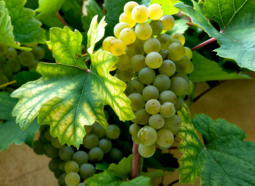 vinos biodinamicos, chile