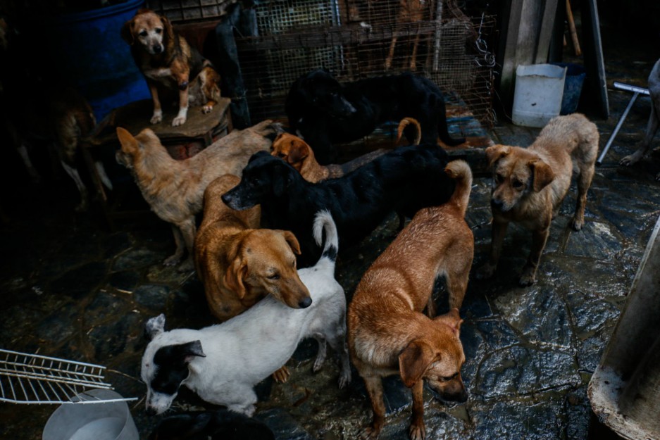 perros6