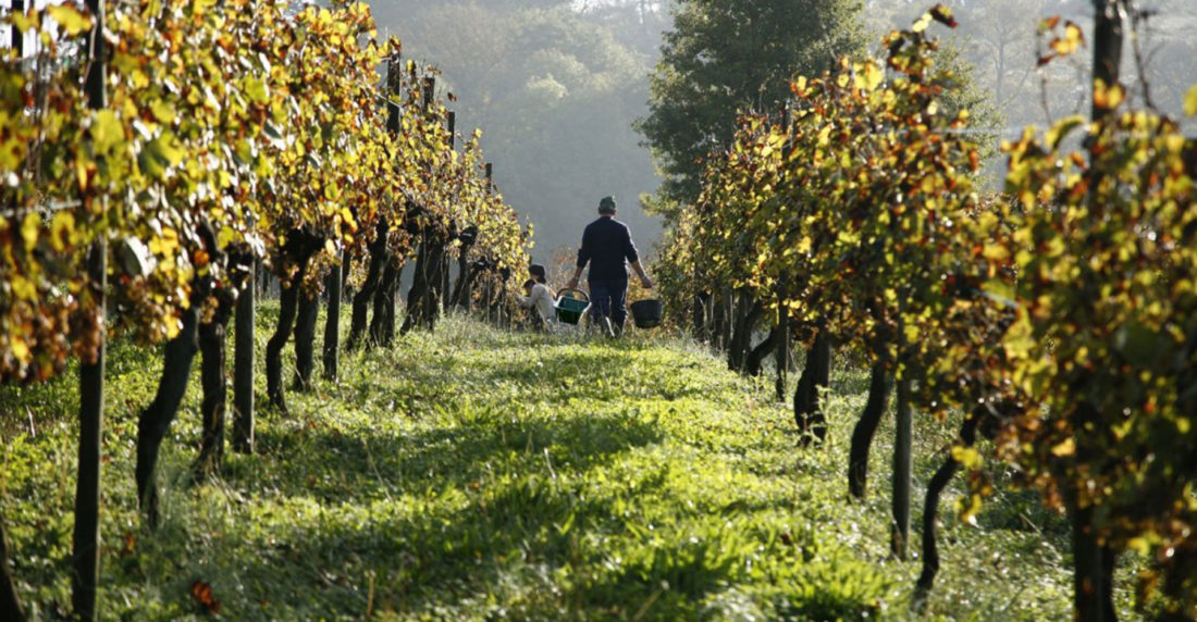 calentamiento global, burdeos, viñedos