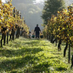 calentamiento global, burdeos, viñedos