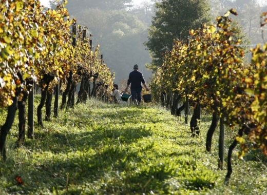 calentamiento global, burdeos, viñedos