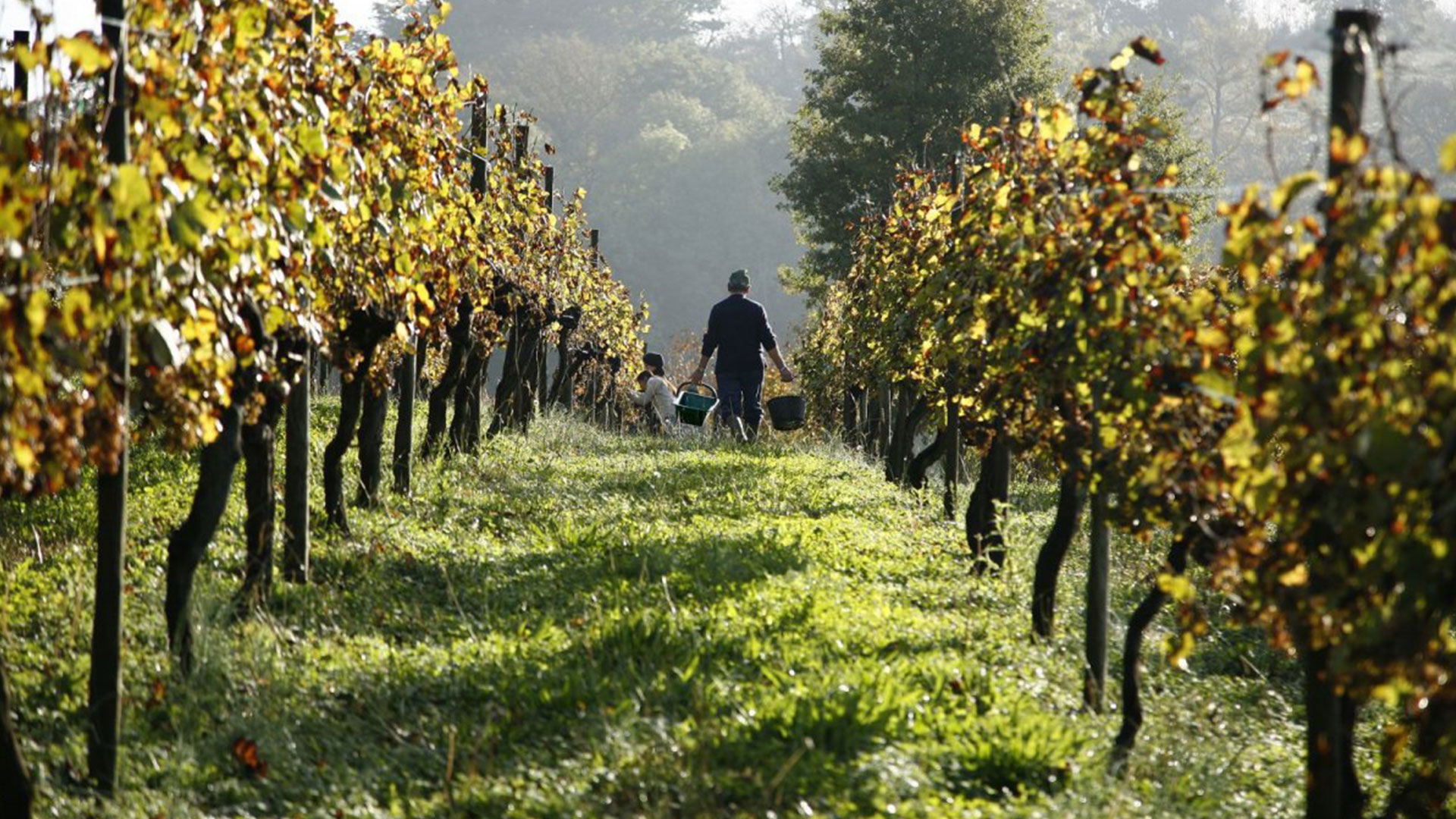 Los viñedos de Burdeos preparan el futuro ante el calentamiento global |  Bienmesabe, image size:1920x1080