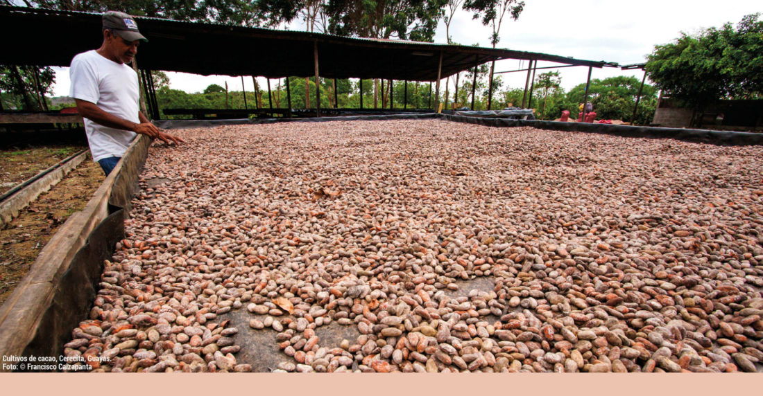 fundación nuestra tierra, haciendas cacaoteras