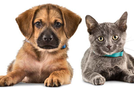 cigarrillo, fumar, mascotas