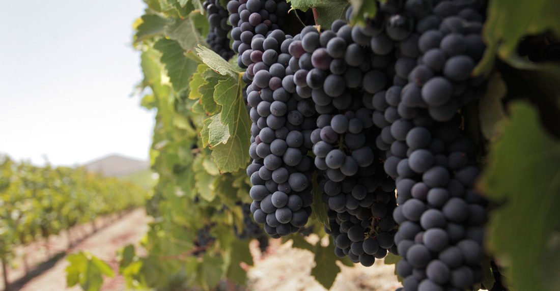 vinos chilenos, carmenere, 2015