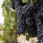 vinos chilenos, carmenere, 2015