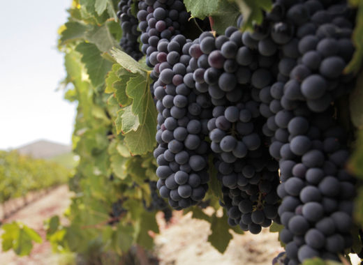 vinos chilenos, carmenere, 2015