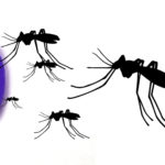 zika, concondes
