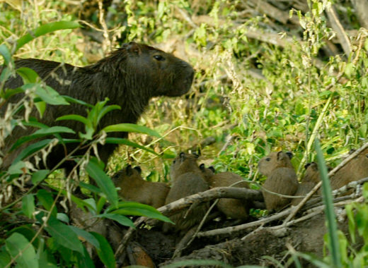 Cuando la fe decide la mesa: culinaria en tiempo de prohibiciones religiosas