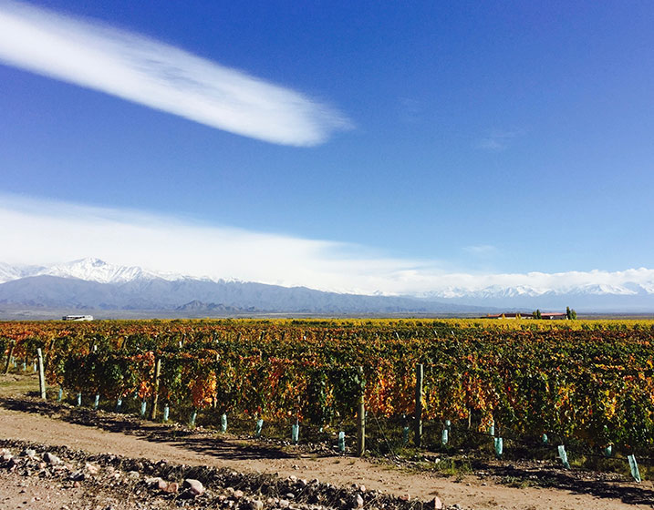 Cuvelier_Los_Andes_Viñedos_2_Foto_Ligia_Velasquez_Bienmesabe