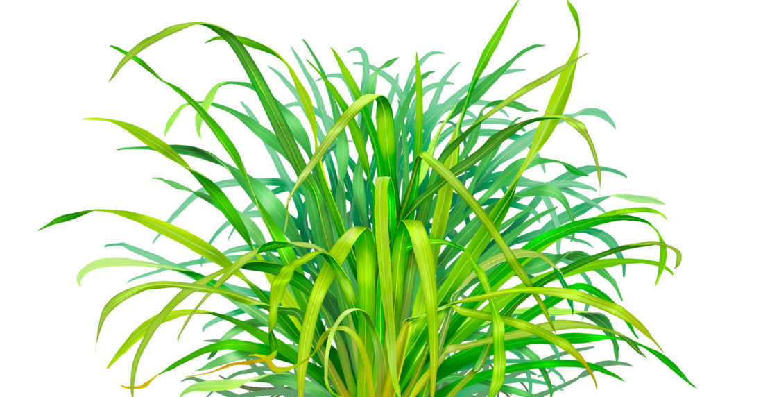 lemon grass, malojillo