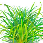 lemon grass, malojillo