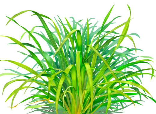 lemon grass, malojillo