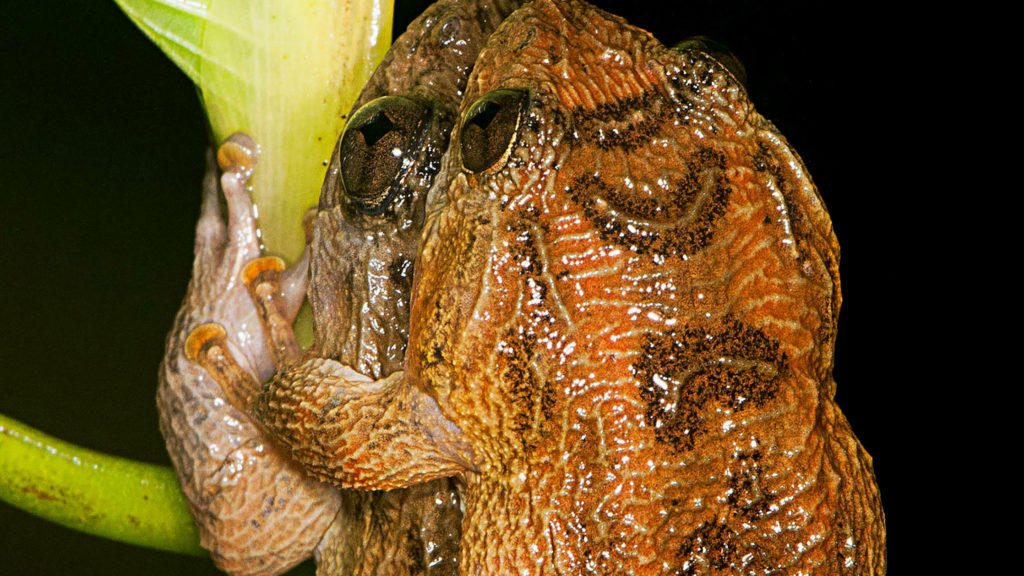 Damas Ranas El Kamasutra en versión para ranas | UB