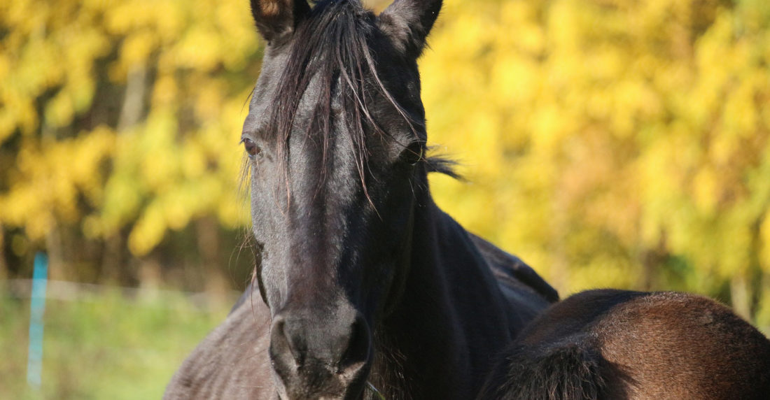 caballo