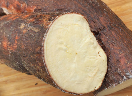 yuca, mentor del sabor, daniel quintero, tubérculo