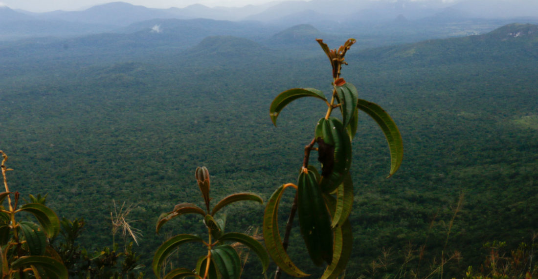 Canaima