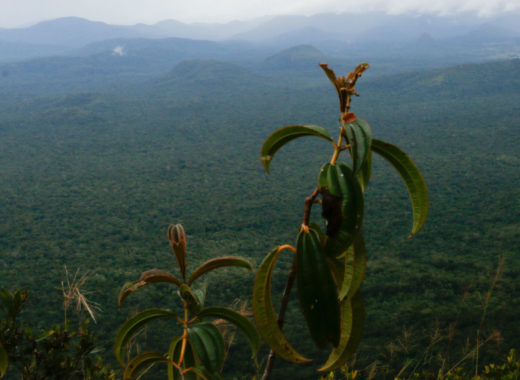 Canaima
