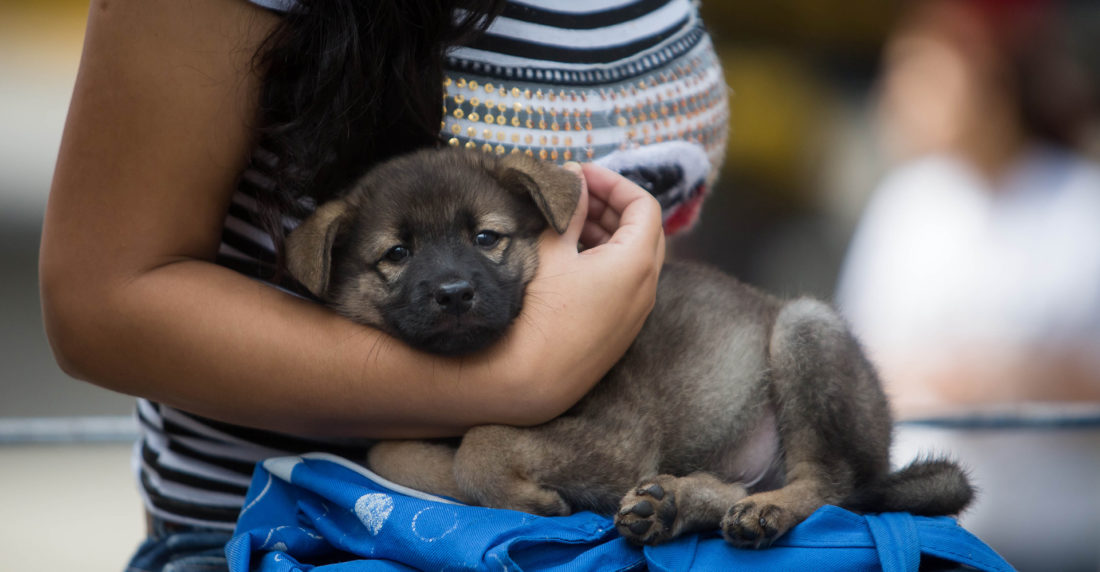 veterinarios perros