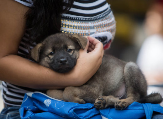 veterinarios perros