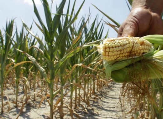 Maiz blanco