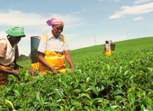 Unilever-Sustentabilidad