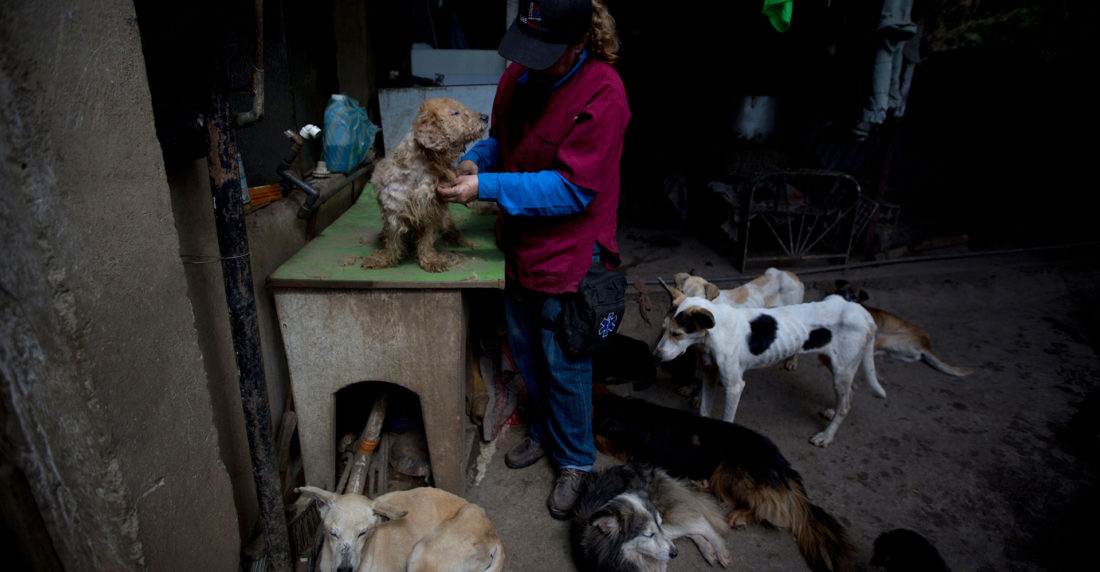 Las mascotas son otras víctimas del hambre en Venezuela