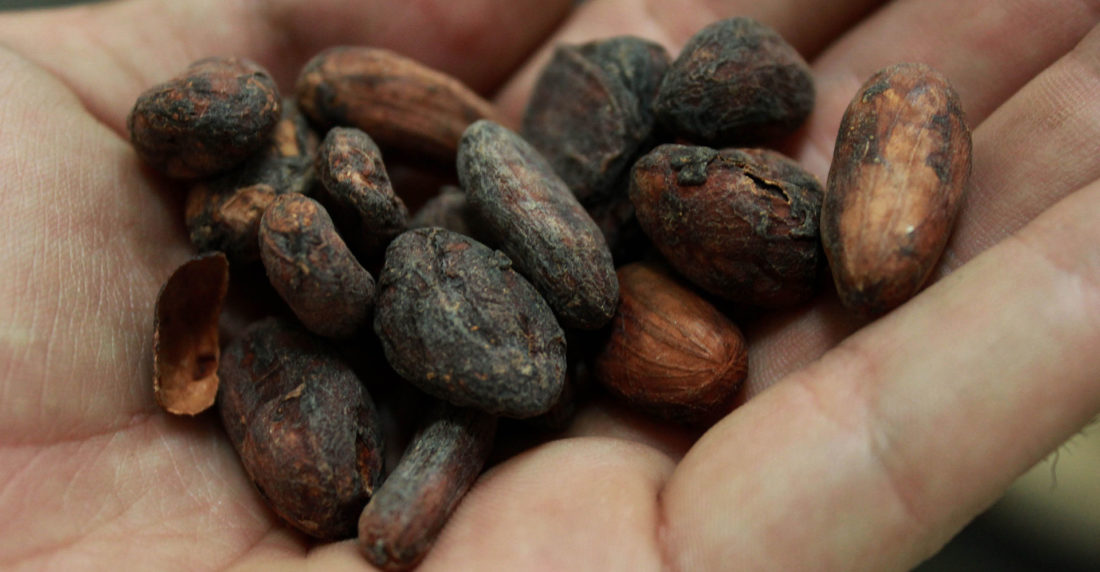 chuao, tisano, cacao, chocolate