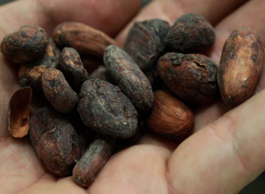 chuao, tisano, cacao, chocolate