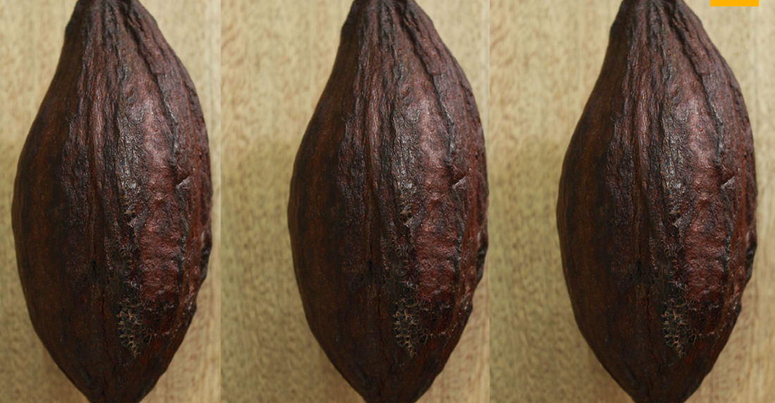 cacao, chuao, tisano, chocolate