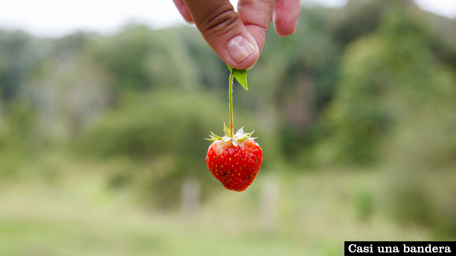 Foto-Ciudad-Fresita-6