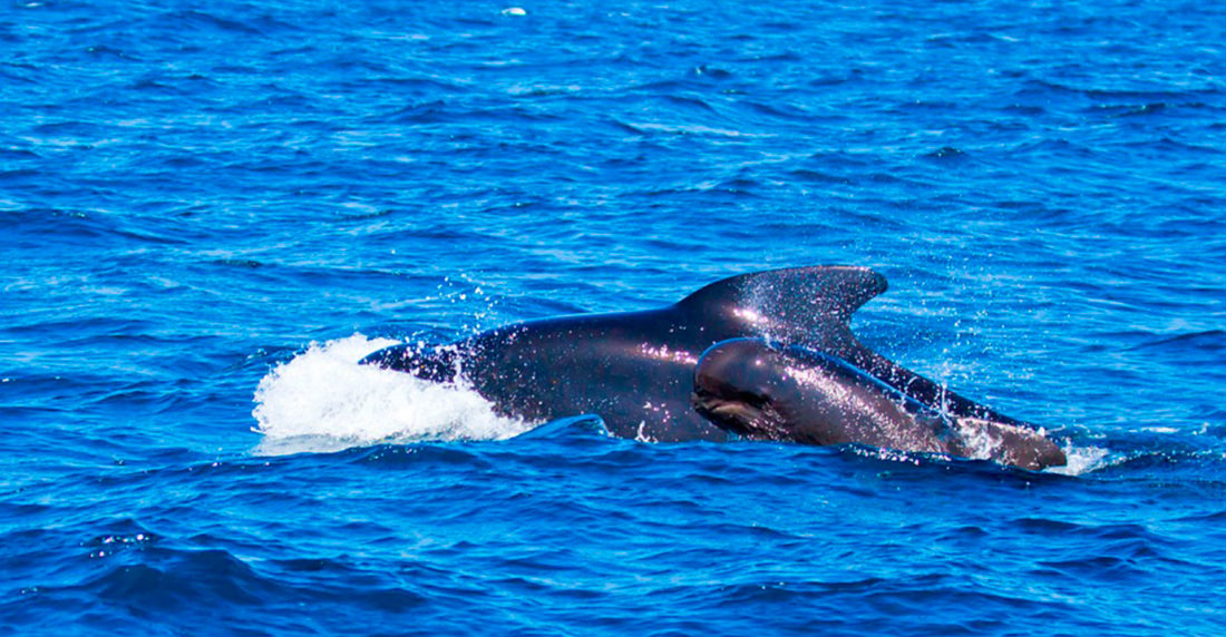 Orca