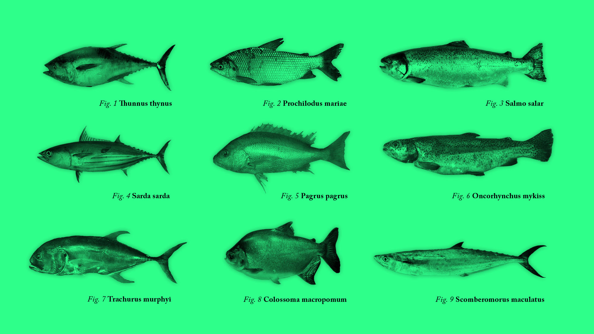 Top 10 de los pescados más comunes en Venezuela | El Estímulo