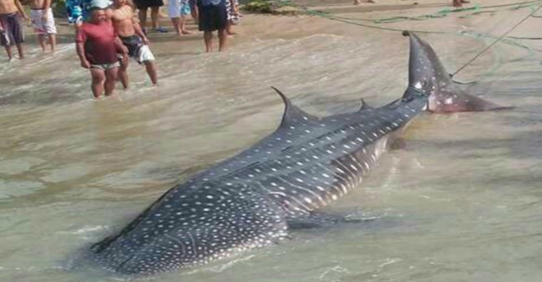 Tiburón ballena