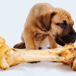perros, mascotas