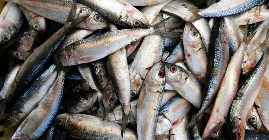 Sardinas