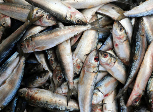 Sardinas