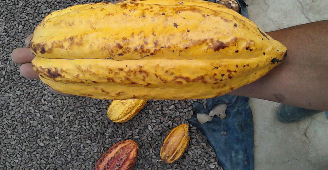 cacao, tisano