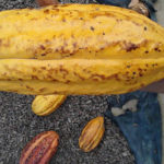 cacao, tisano